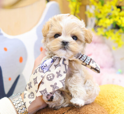 Maxi (5)